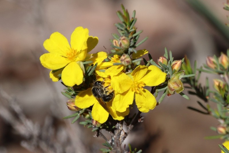 Hibbertia hemignosta photo 2