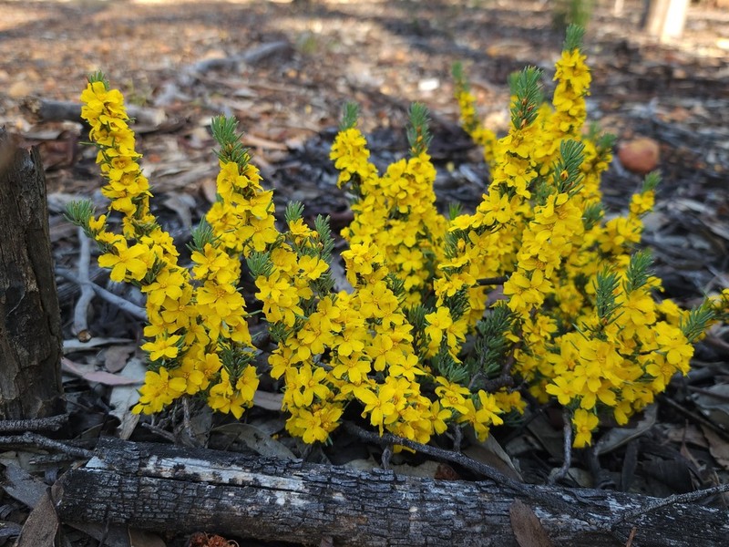 Hibbertia hemignosta photo 3