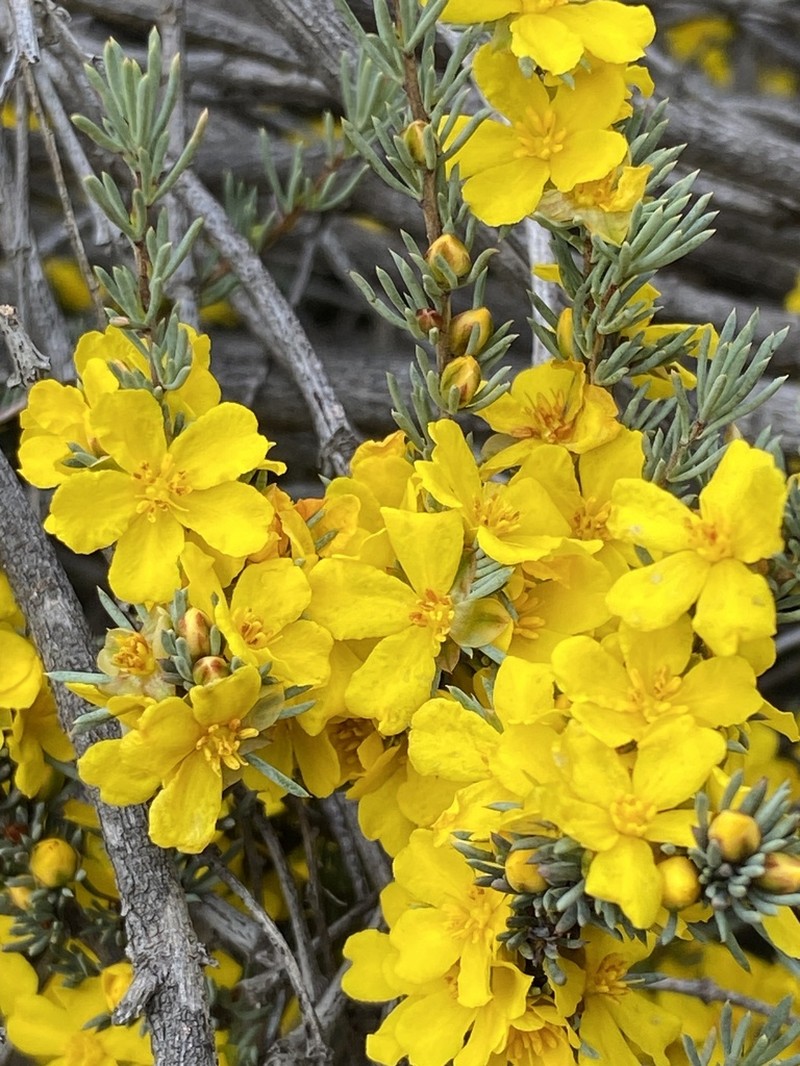 Hibbertia hemignosta photo 4