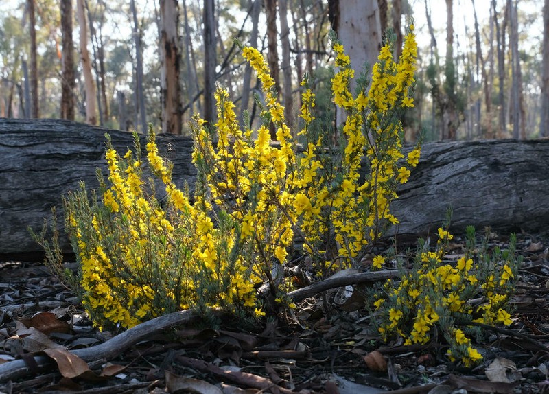 Hibbertia hemignosta photo 5