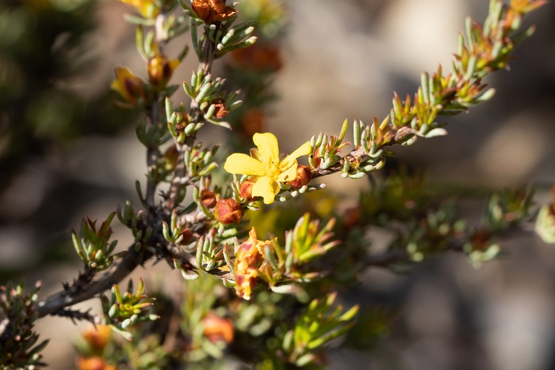 Hibbertia hemignosta photo 6