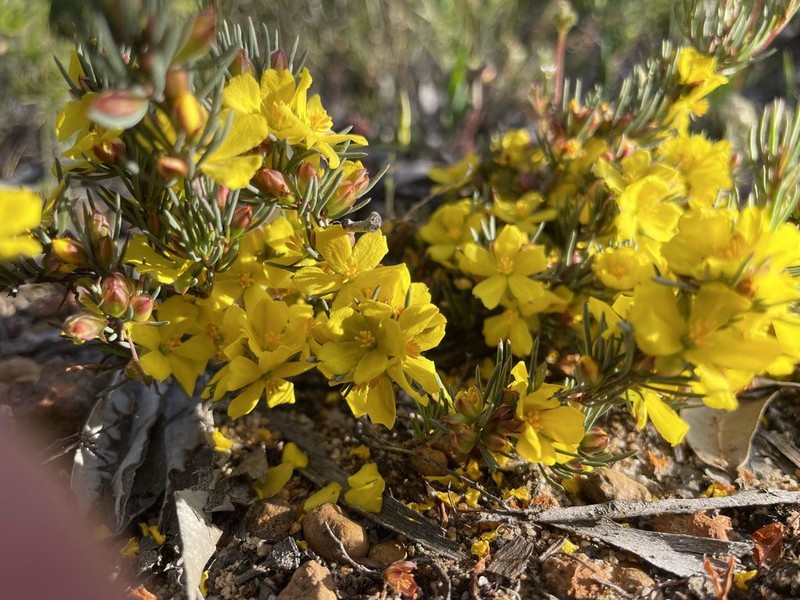 Hibbertia hemignosta photo 7