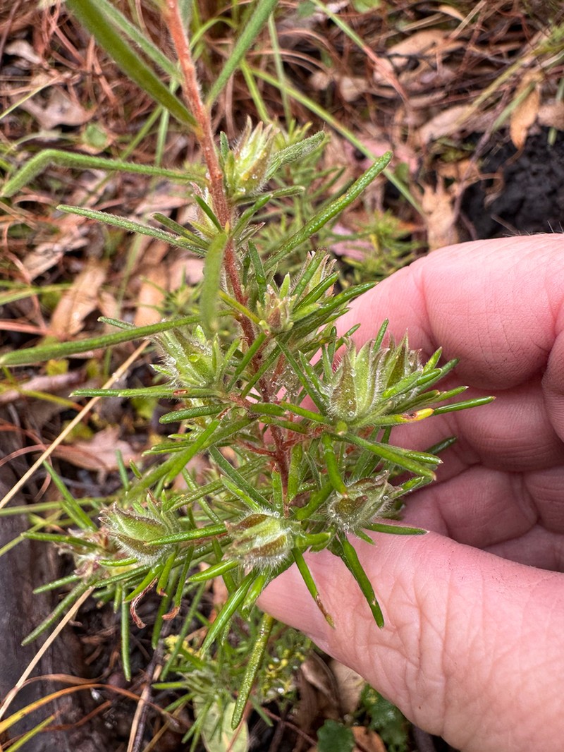 Hibbertia hendersonii