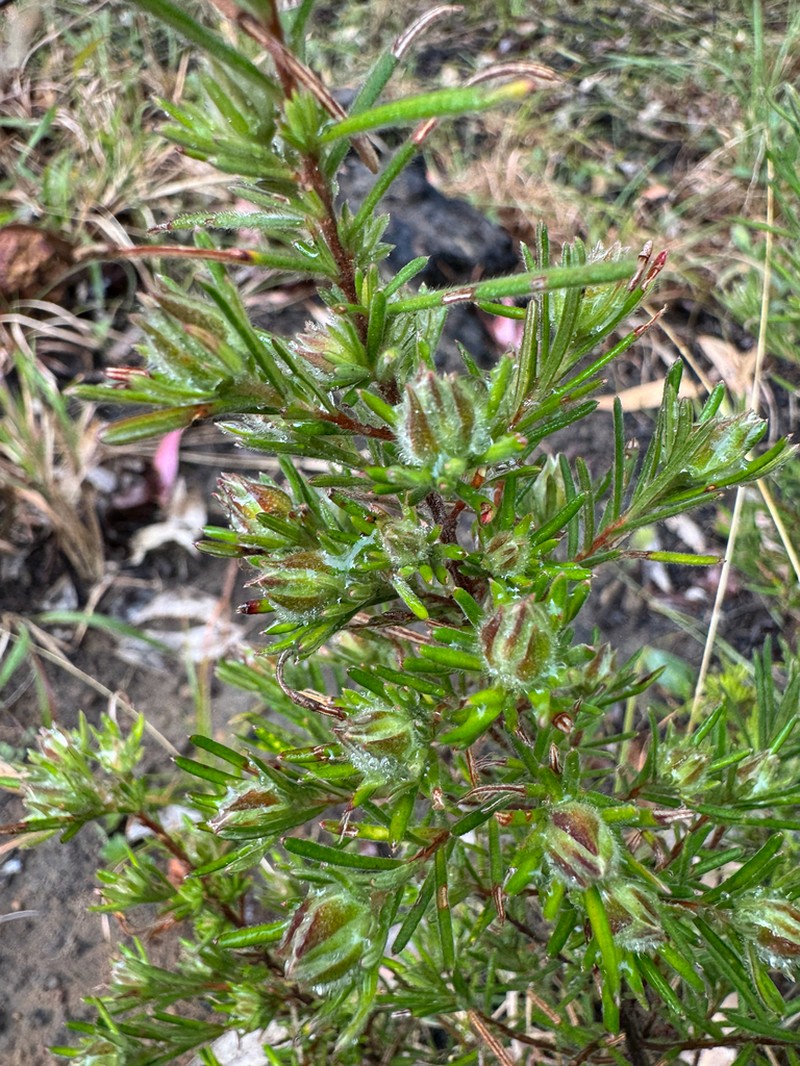 Hibbertia hendersonii photo 2