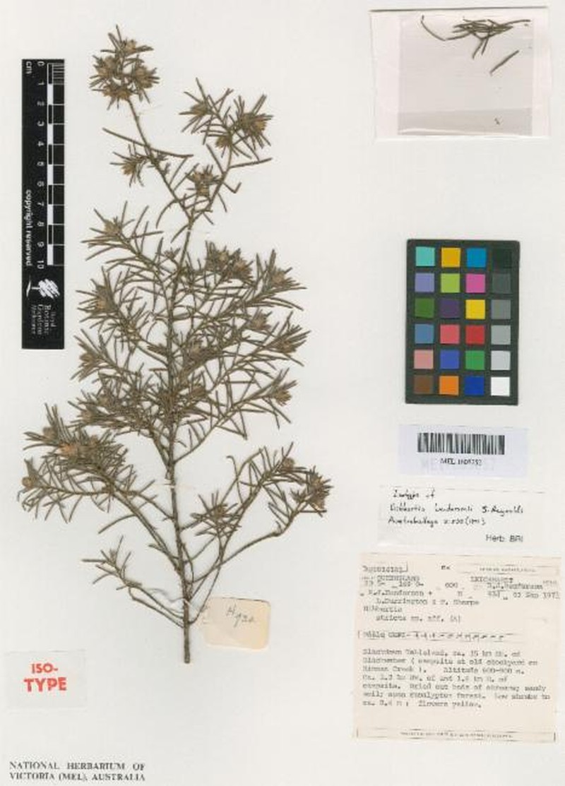 Hibbertia hendersonii photo 3