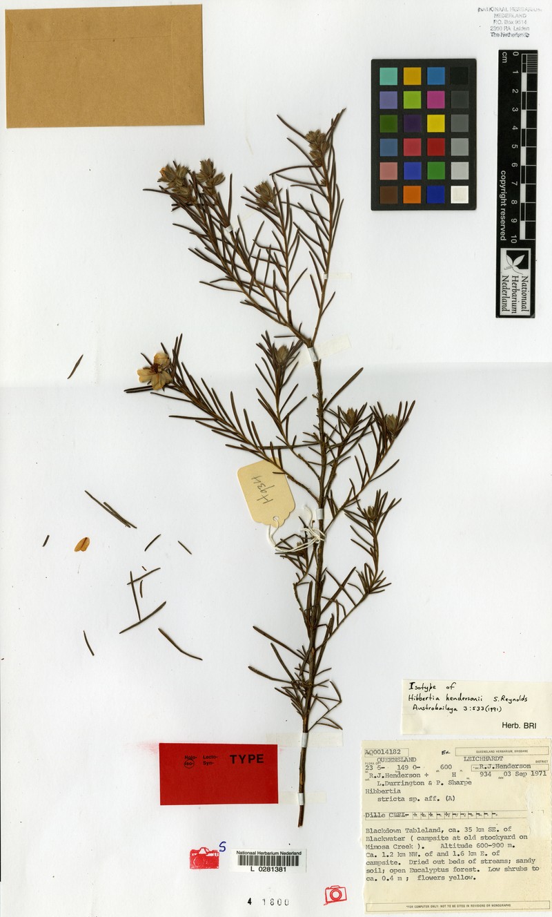 Hibbertia hendersonii photo 4