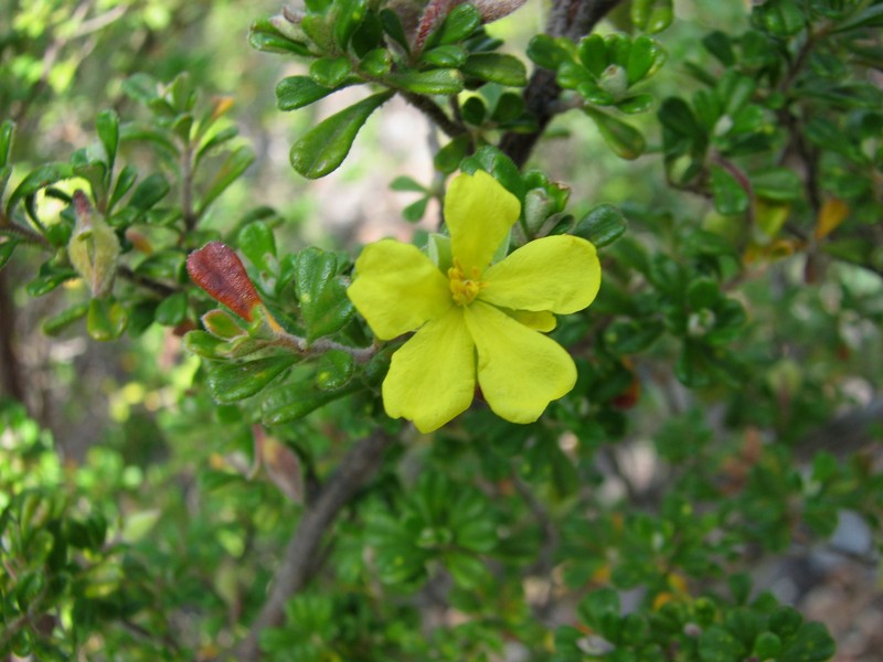 Hibbertia hermanniifolia