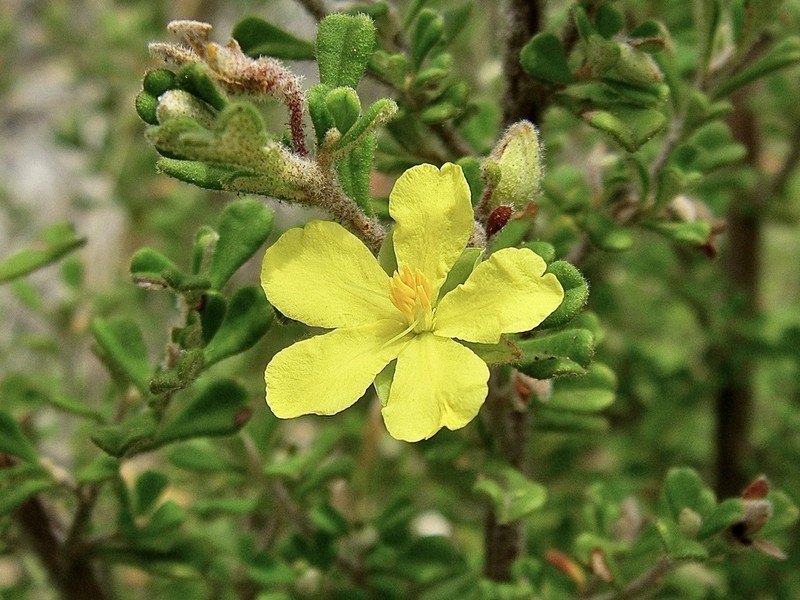 Hibbertia hermanniifolia photo 2