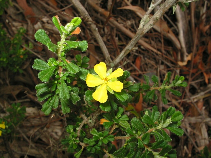 Hibbertia hermanniifolia photo 3