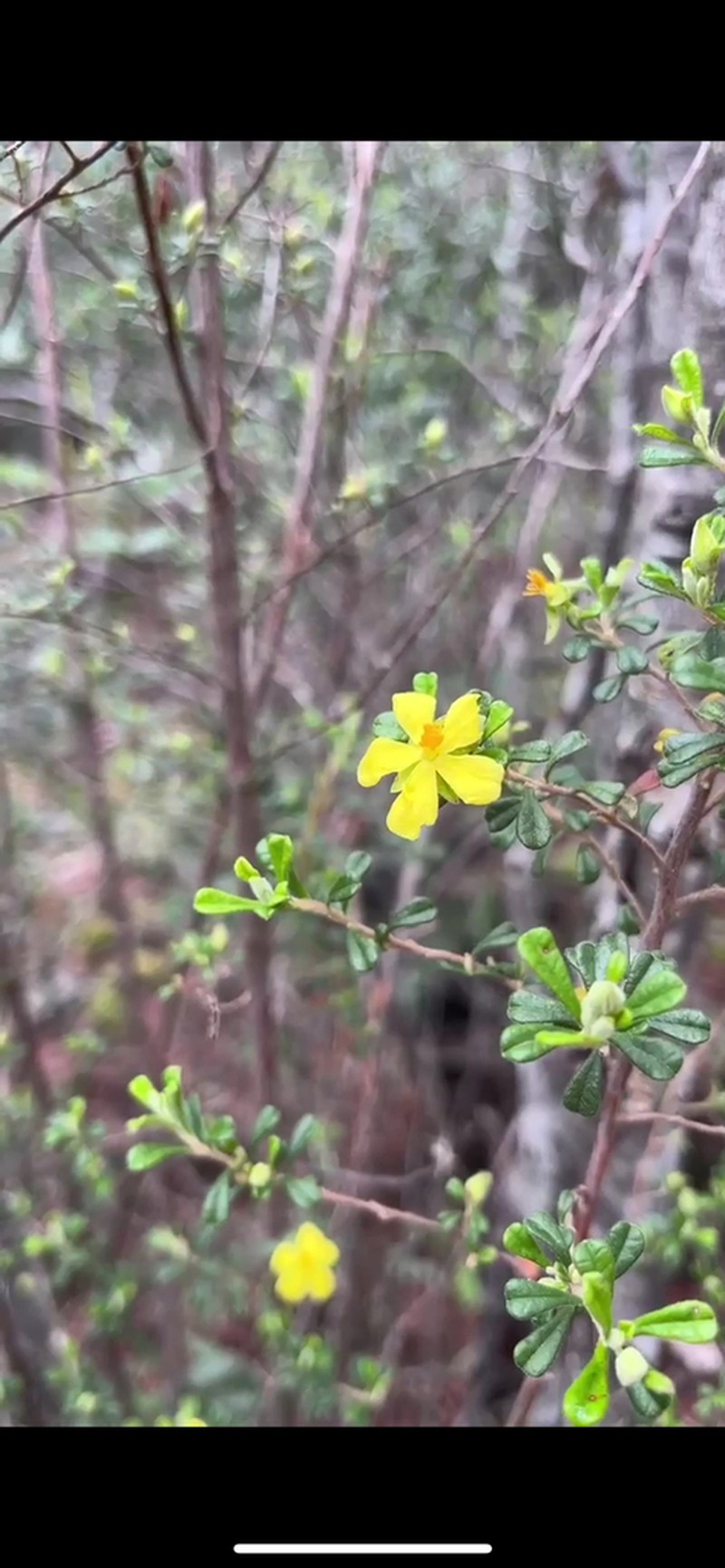 Hibbertia hermanniifolia photo 5