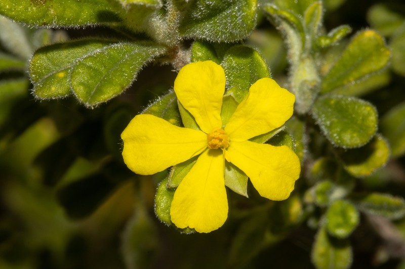 Hibbertia hermanniifolia photo 7