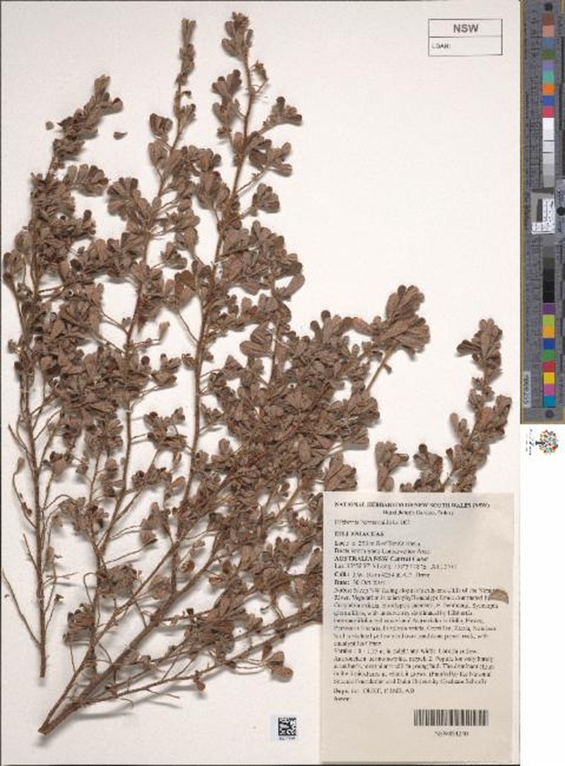 Hibbertia hermanniifolia subsp. hermanniifolia photo 3