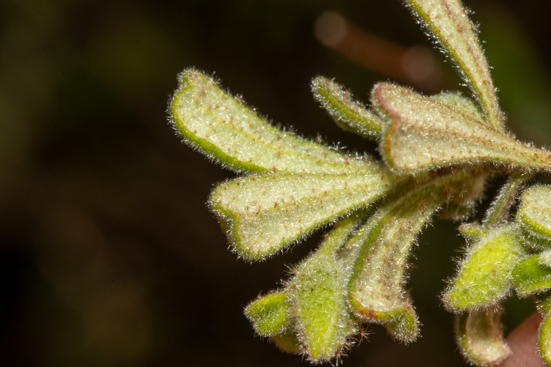 Hibbertia hermanniifolia subsp. hermanniifolia photo 4