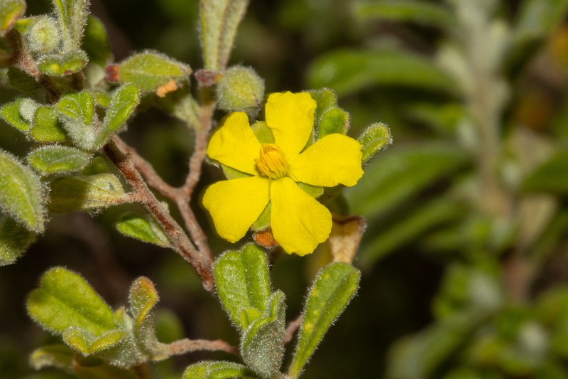 Hibbertia hermanniifolia subsp. hermanniifolia photo 5