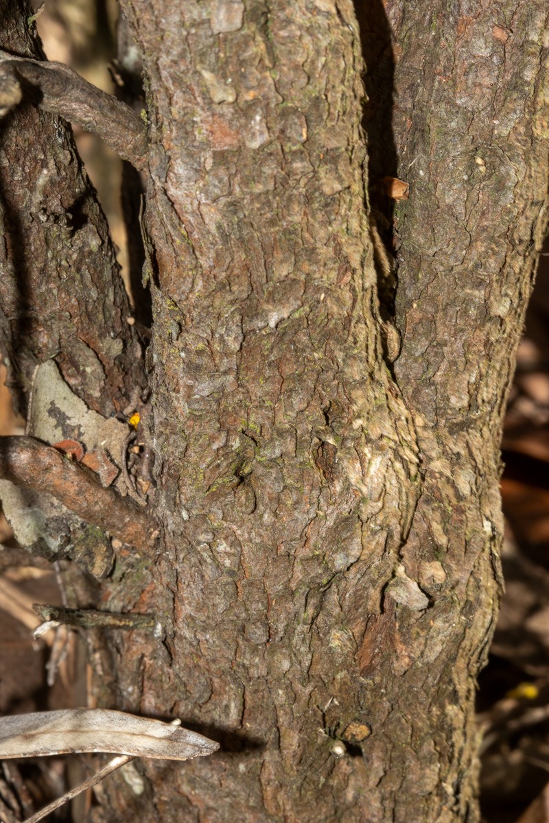 Hibbertia hermanniifolia subsp. hermanniifolia photo 6