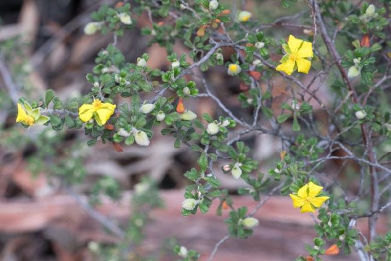 Hibbertia hermanniifolia subsp. recondita