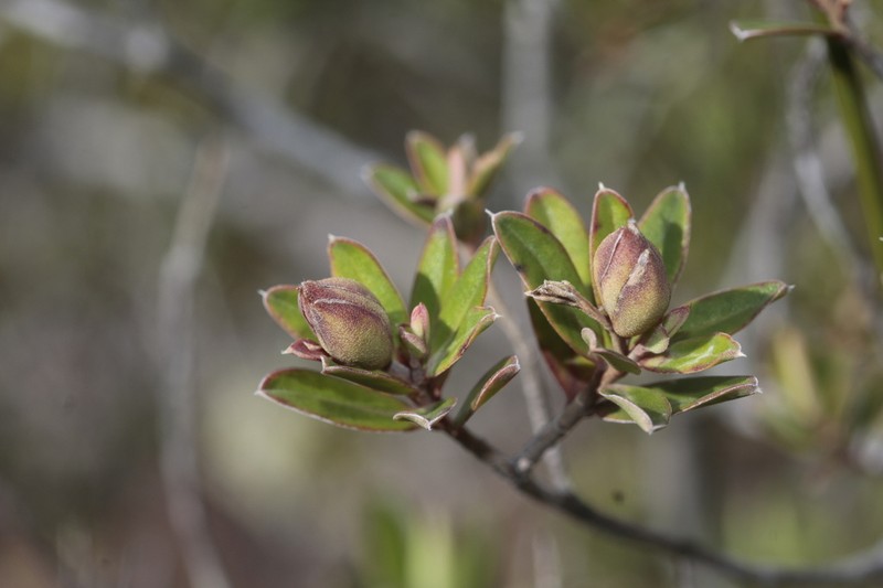 Hibbertia heterotricha