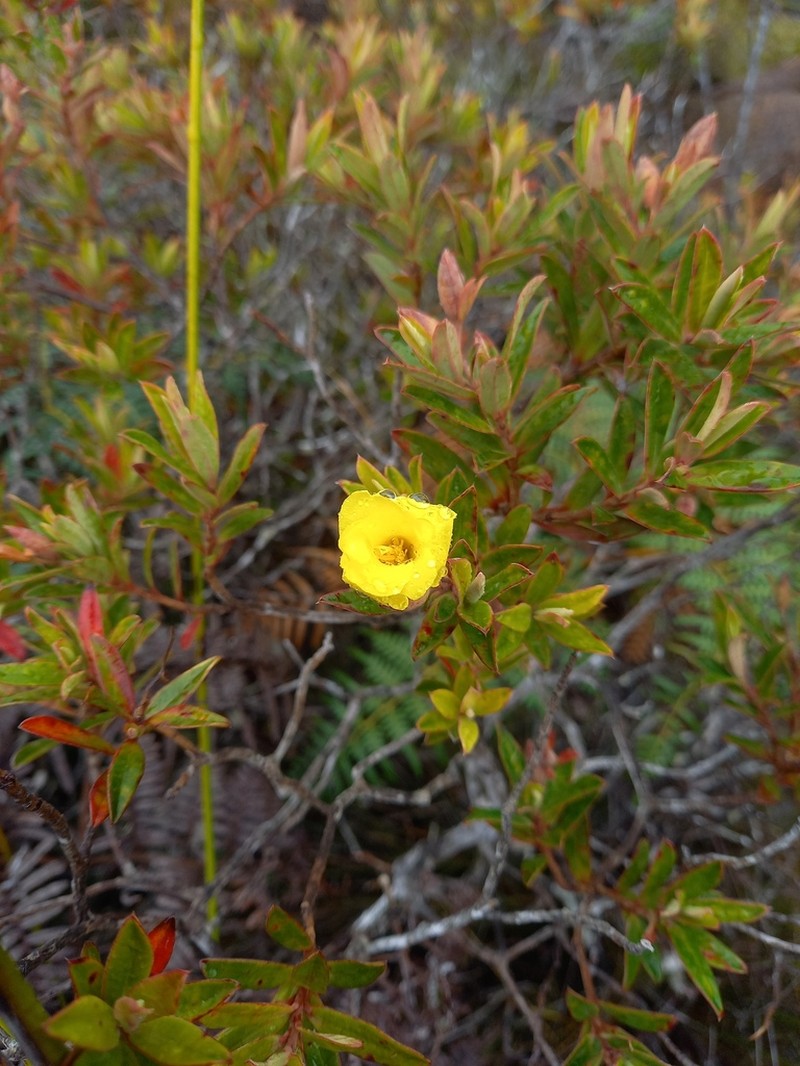 Hibbertia heterotricha photo 2