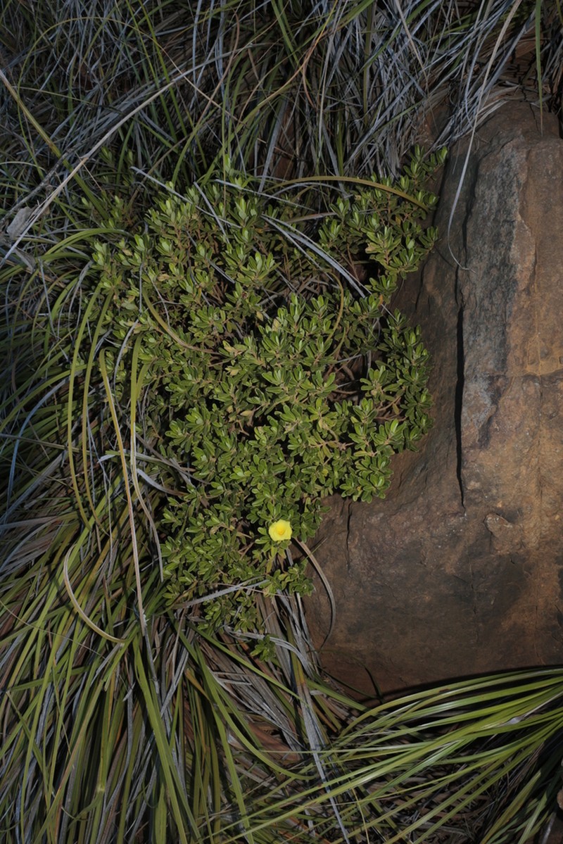 Hibbertia heterotricha photo 3