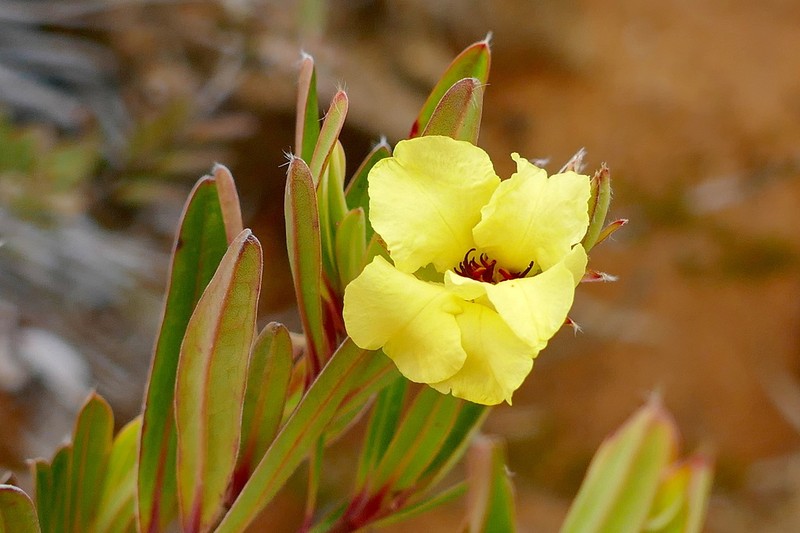 Hibbertia heterotricha photo 4