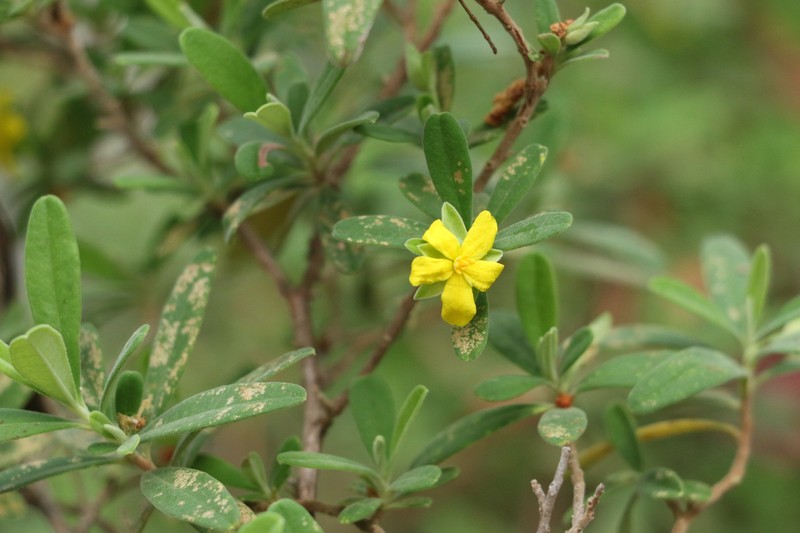Hibbertia hexandra