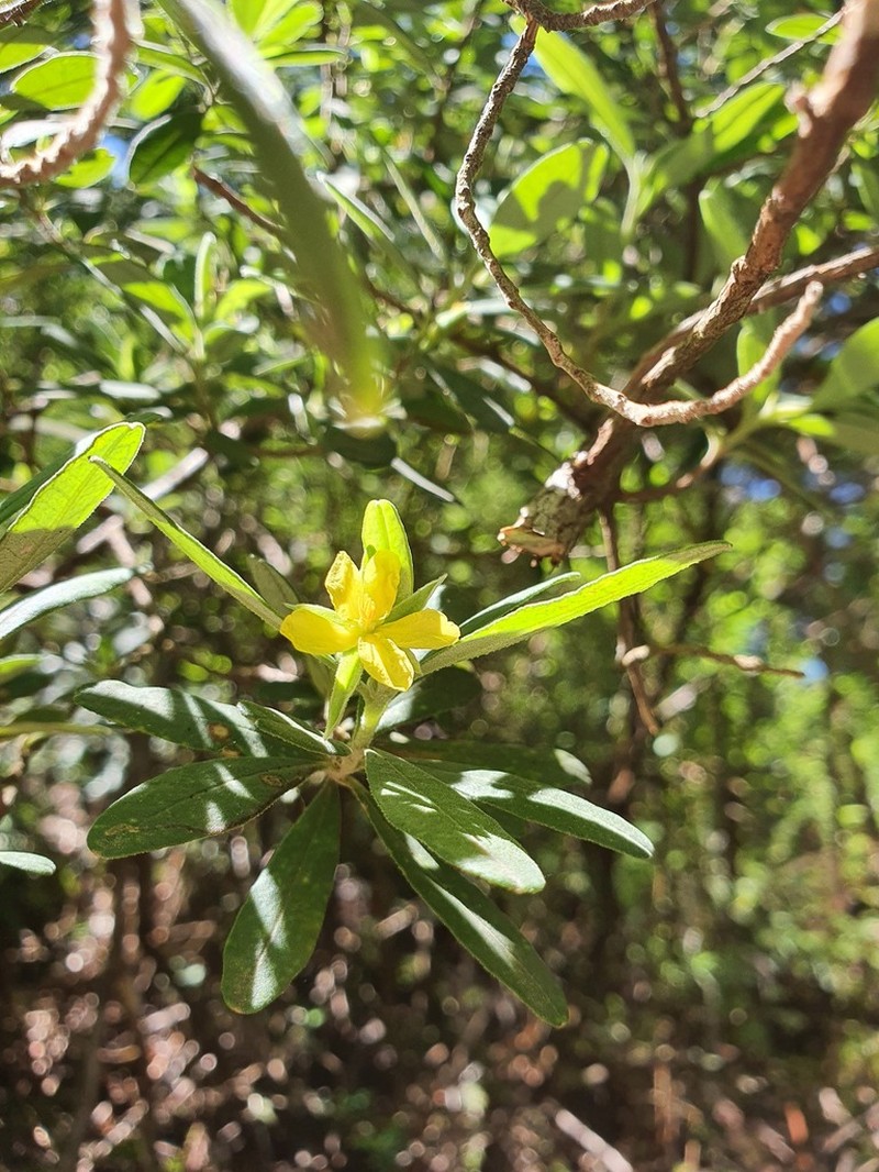 Hibbertia hexandra photo 2
