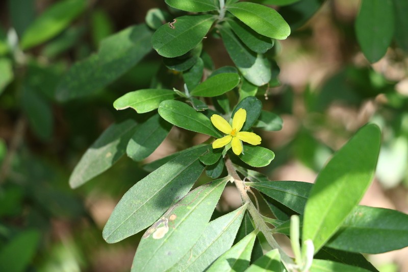 Hibbertia hexandra photo 3