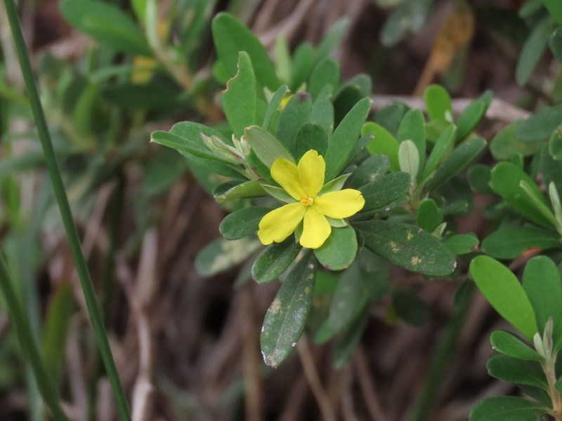 Hibbertia hexandra photo 4