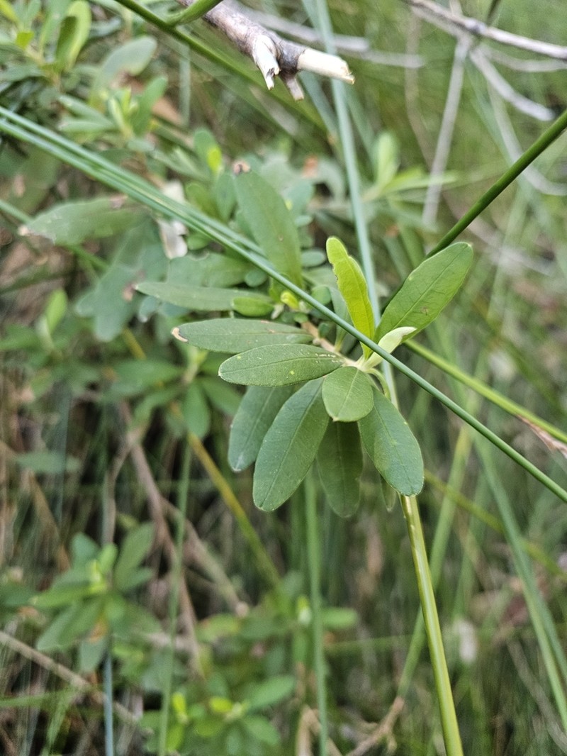 Hibbertia hexandra photo 5