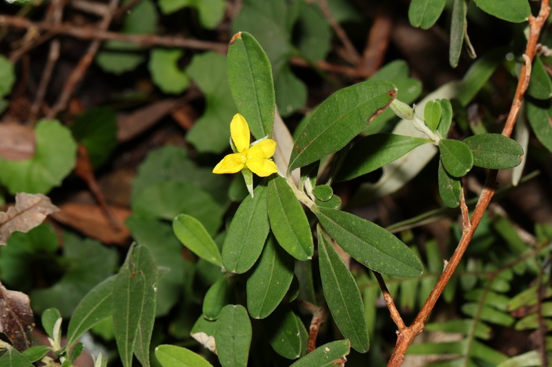 Hibbertia hexandra photo 6
