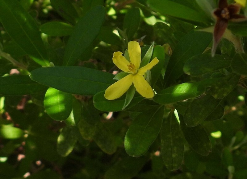 Hibbertia hexandra photo 7