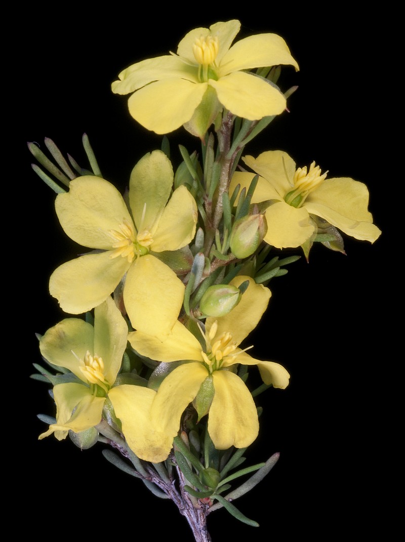 Hibbertia hibbertioides