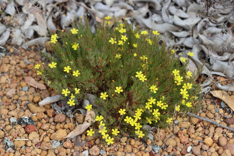 Hibbertia hibbertioides photo 2