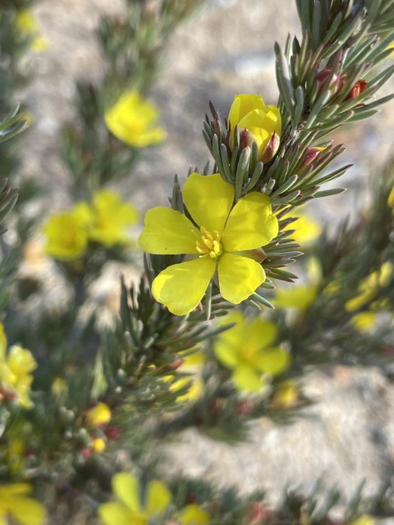 Hibbertia hibbertioides photo 3