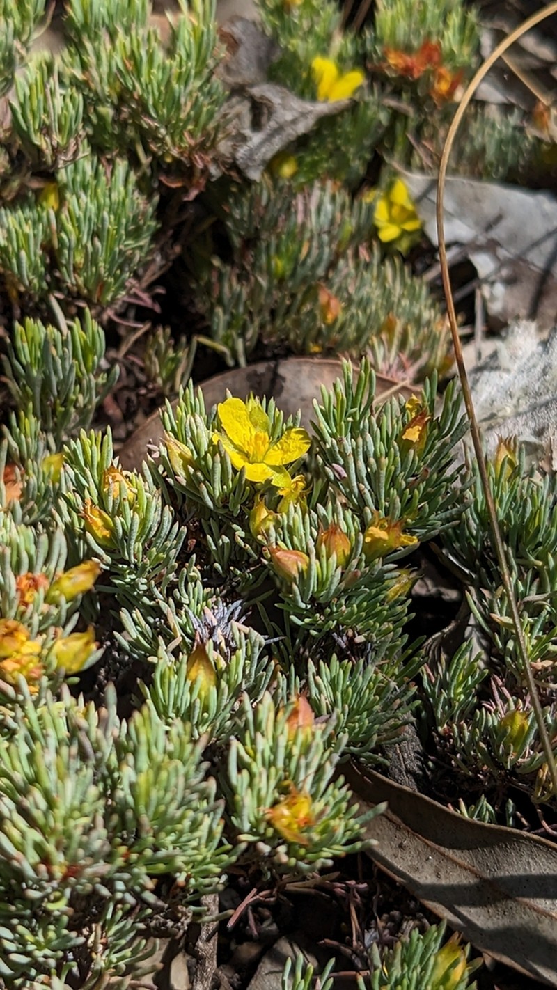 Hibbertia hibbertioides photo 4