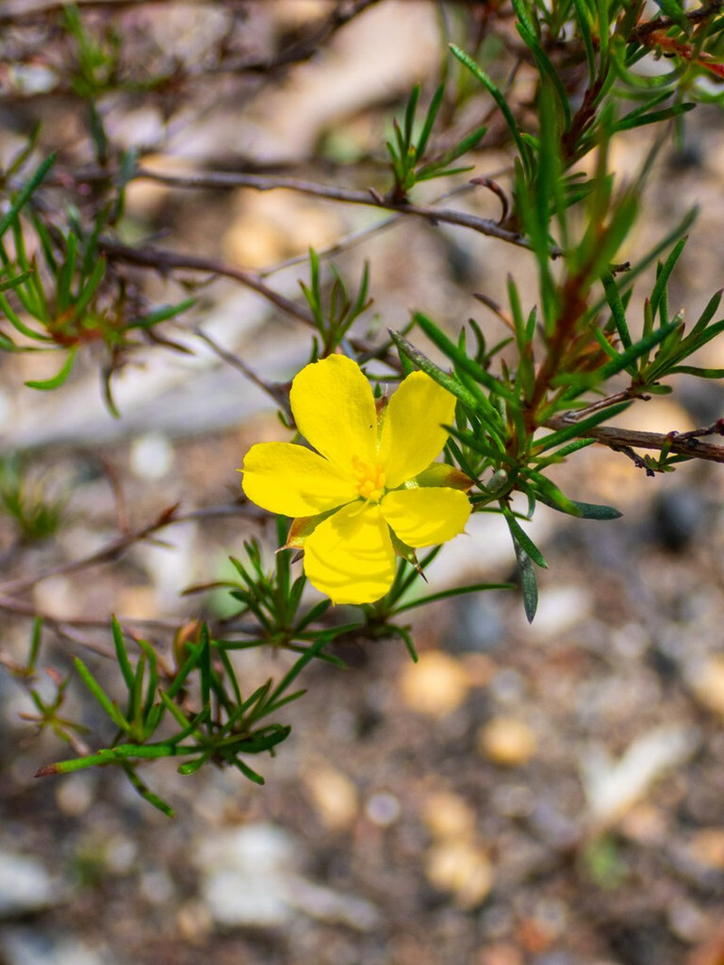 Hibbertia hibbertioides photo 5