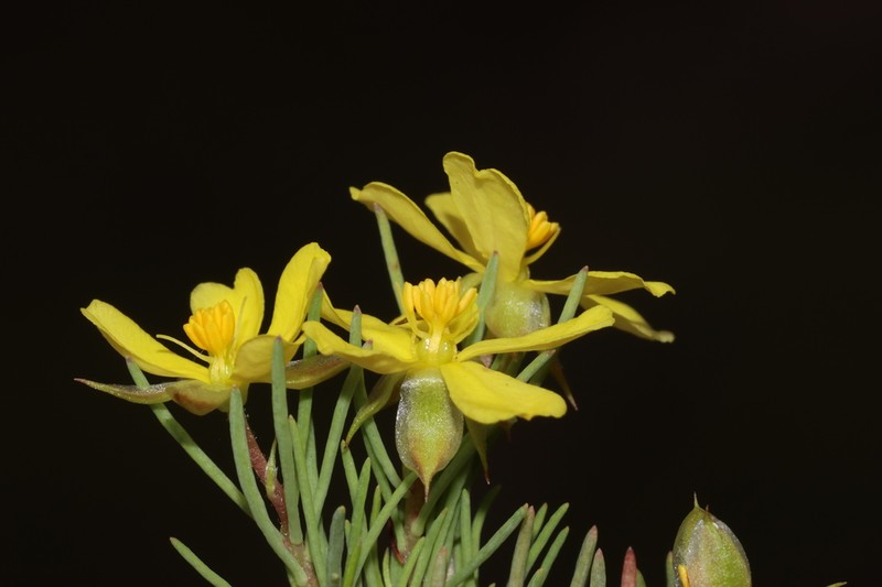 Hibbertia hibbertioides photo 6