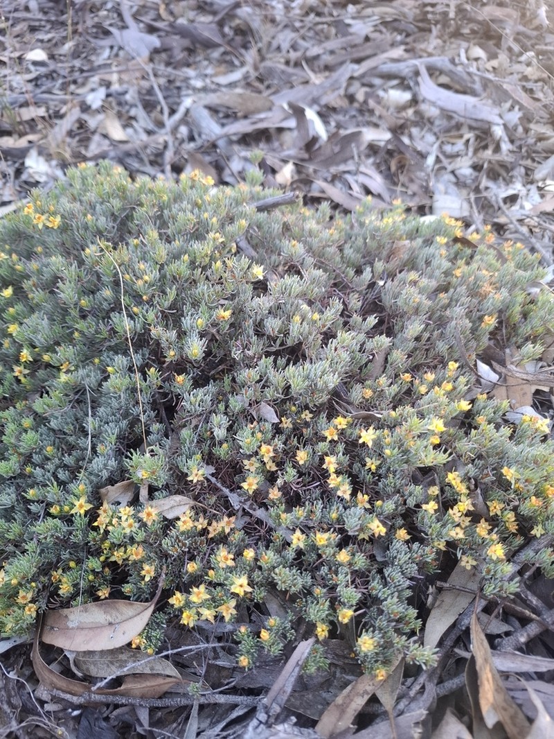 Hibbertia hibbertioides photo 7