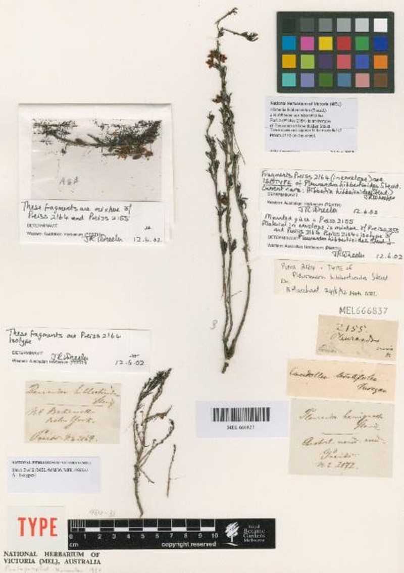 Hibbertia hibbertioides var. hibbertioides
