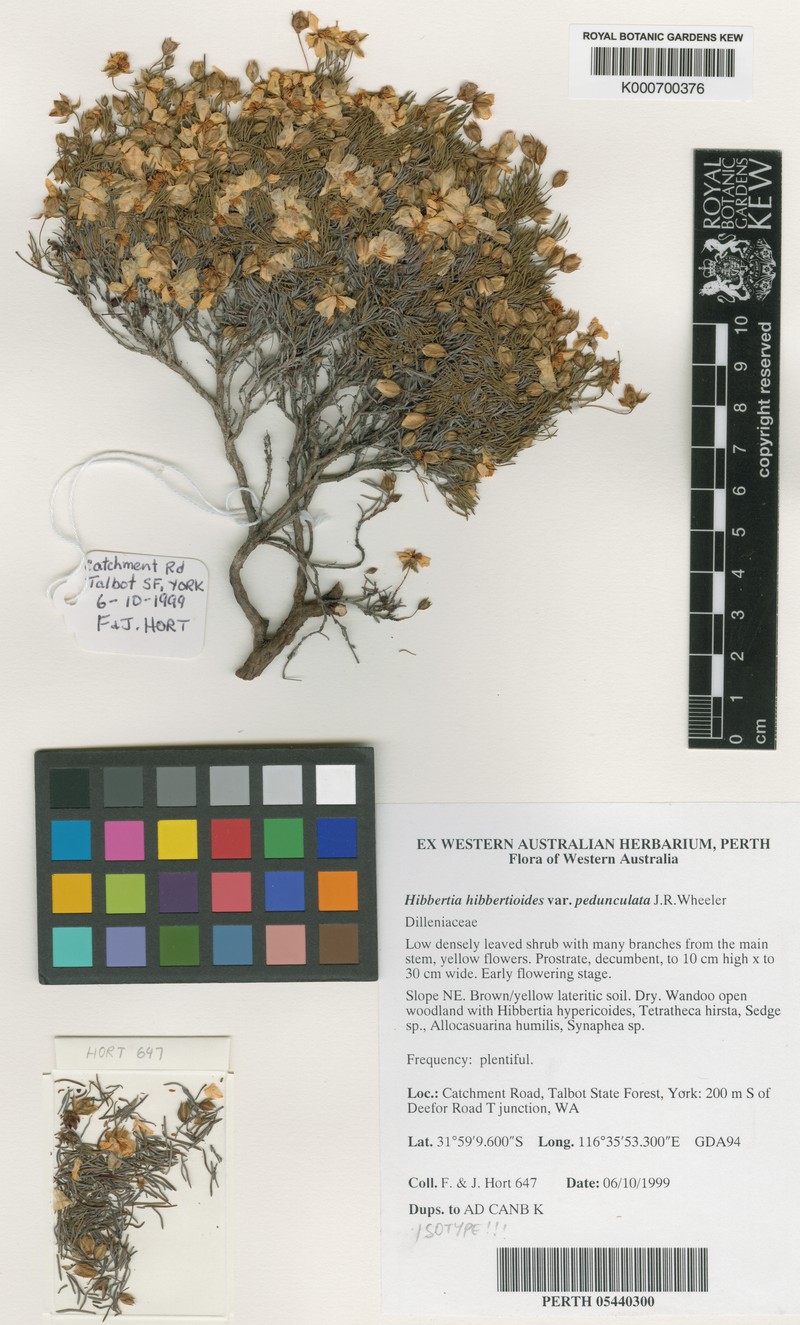 Hibbertia hibbertioides var. pedunculata