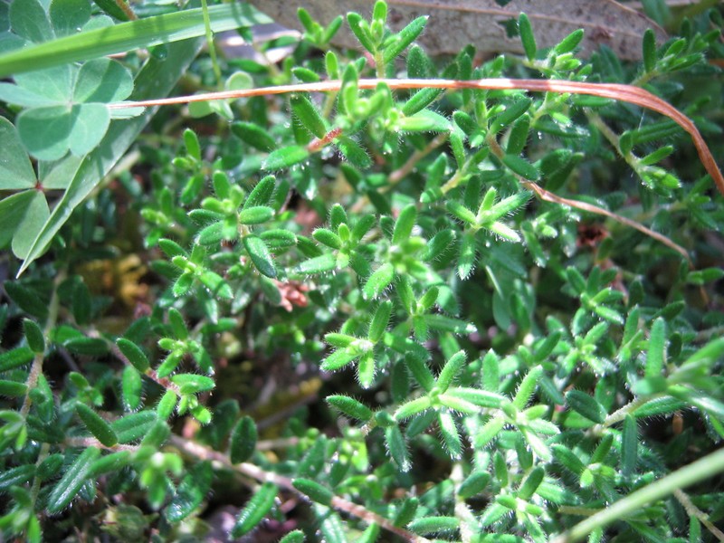 Hibbertia hirsuta