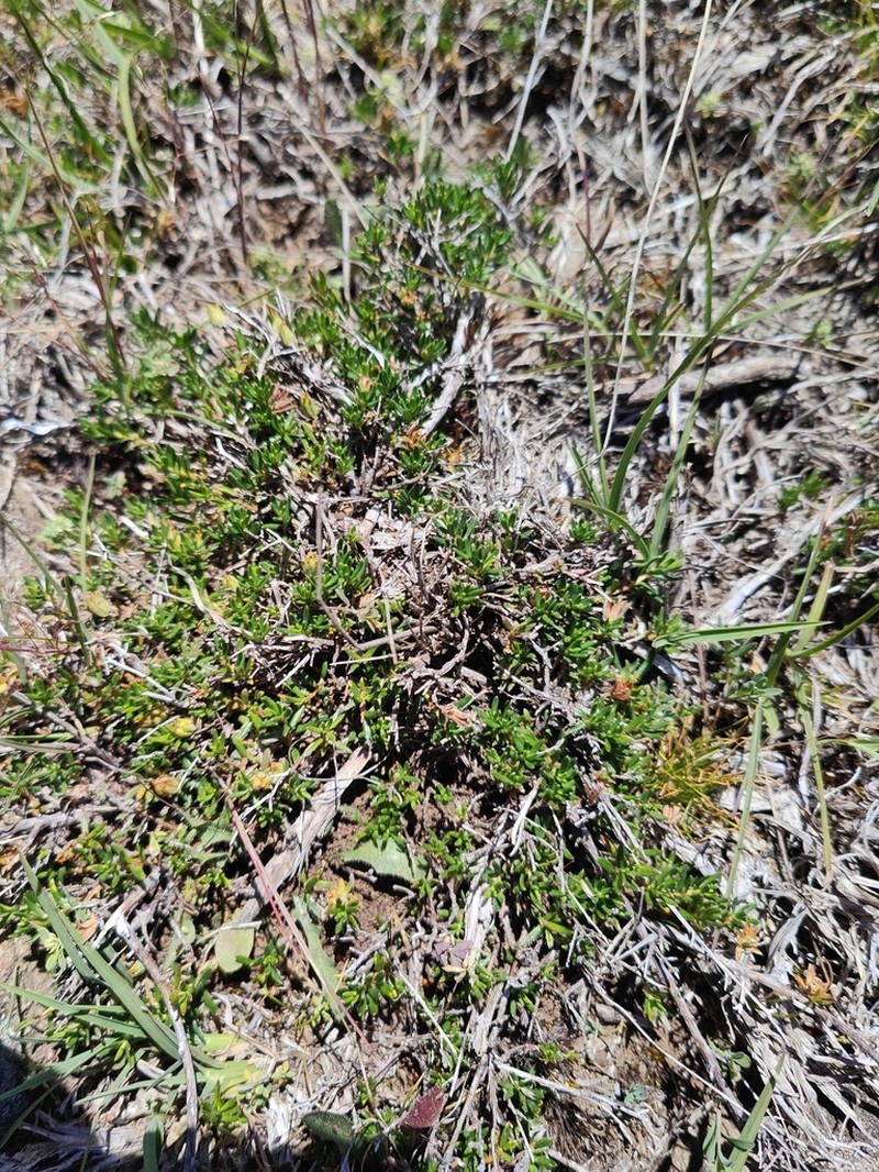 Hibbertia hirsuta photo 2