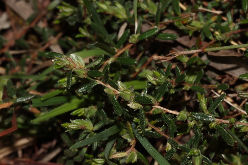 Hibbertia hirsuta photo 3