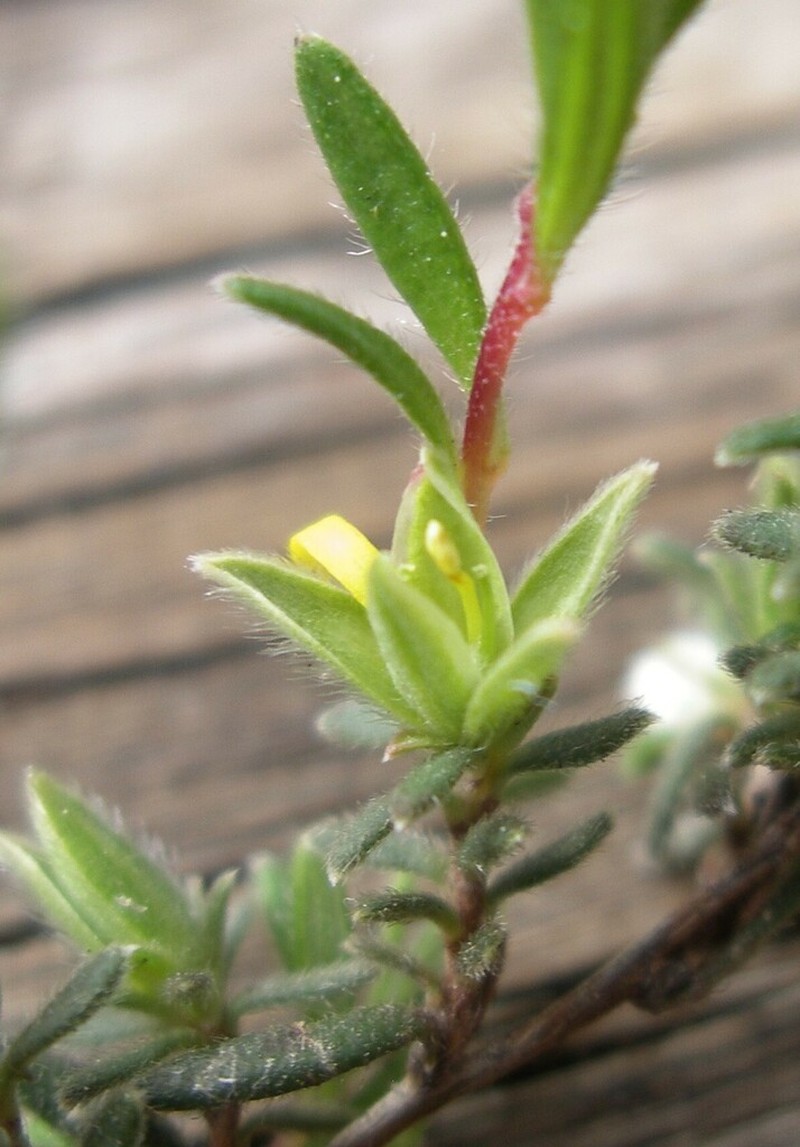 Hibbertia hirsuta photo 4