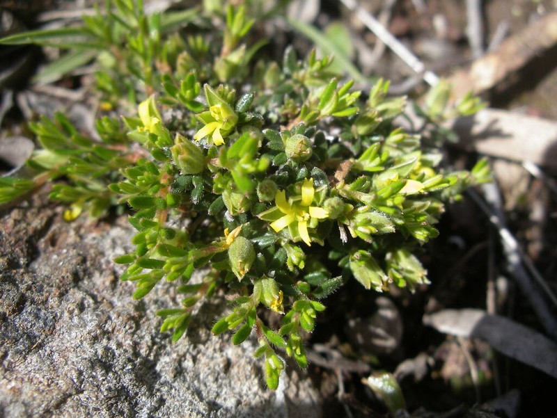Hibbertia hirsuta photo 6