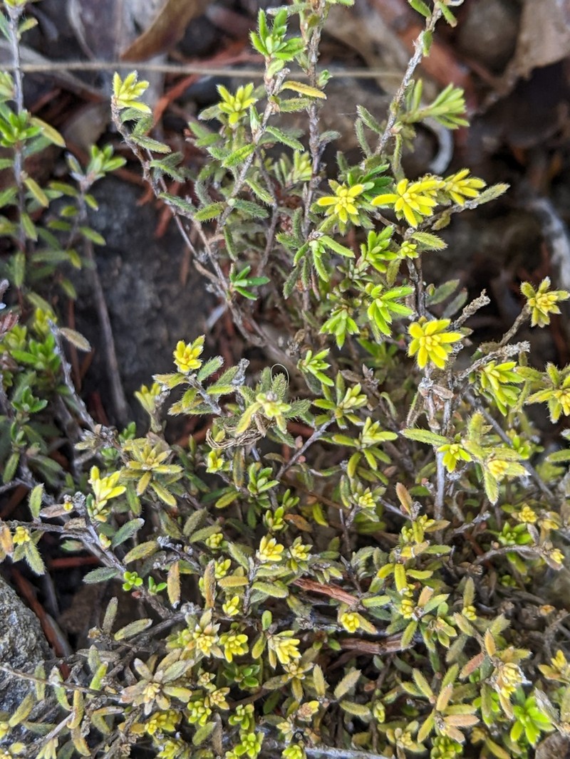 Hibbertia hirsuta photo 7