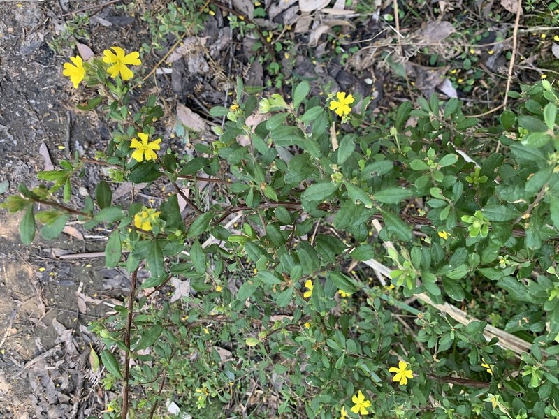Hibbertia hirticalyx photo 2