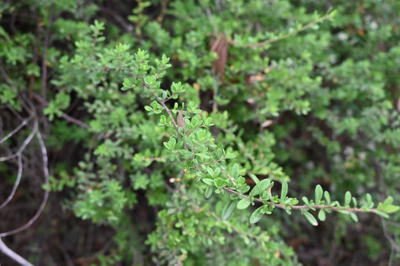 Hibbertia hirticalyx photo 3