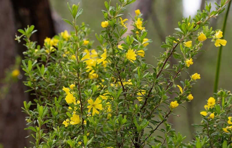 Hibbertia hirticalyx photo 4