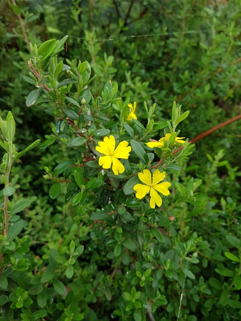 Hibbertia hirticalyx photo 5